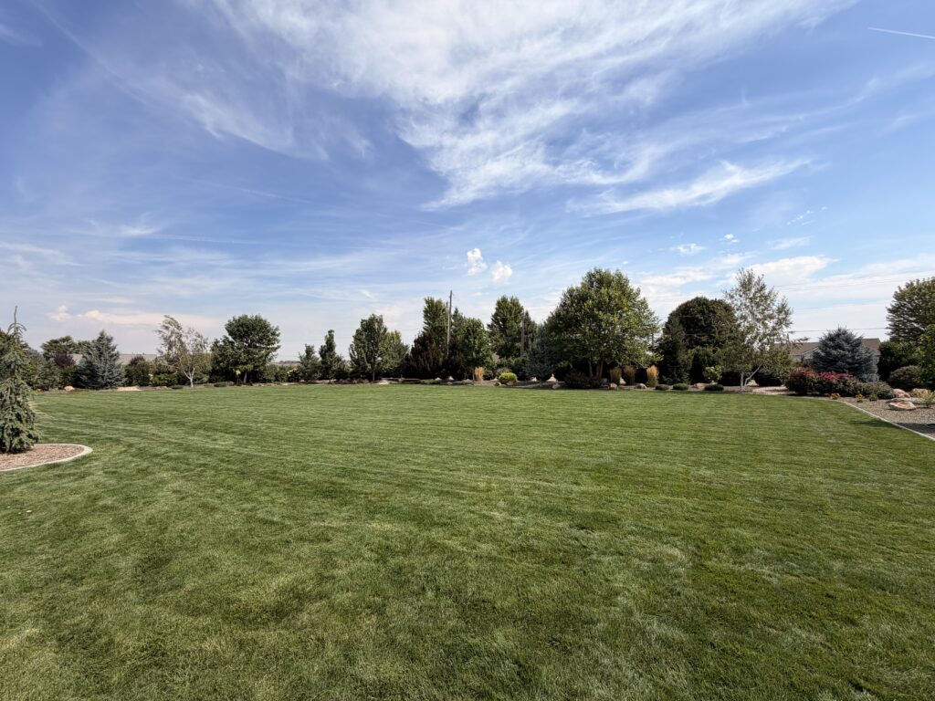 Healthy green lawn after professional fertilizer applications