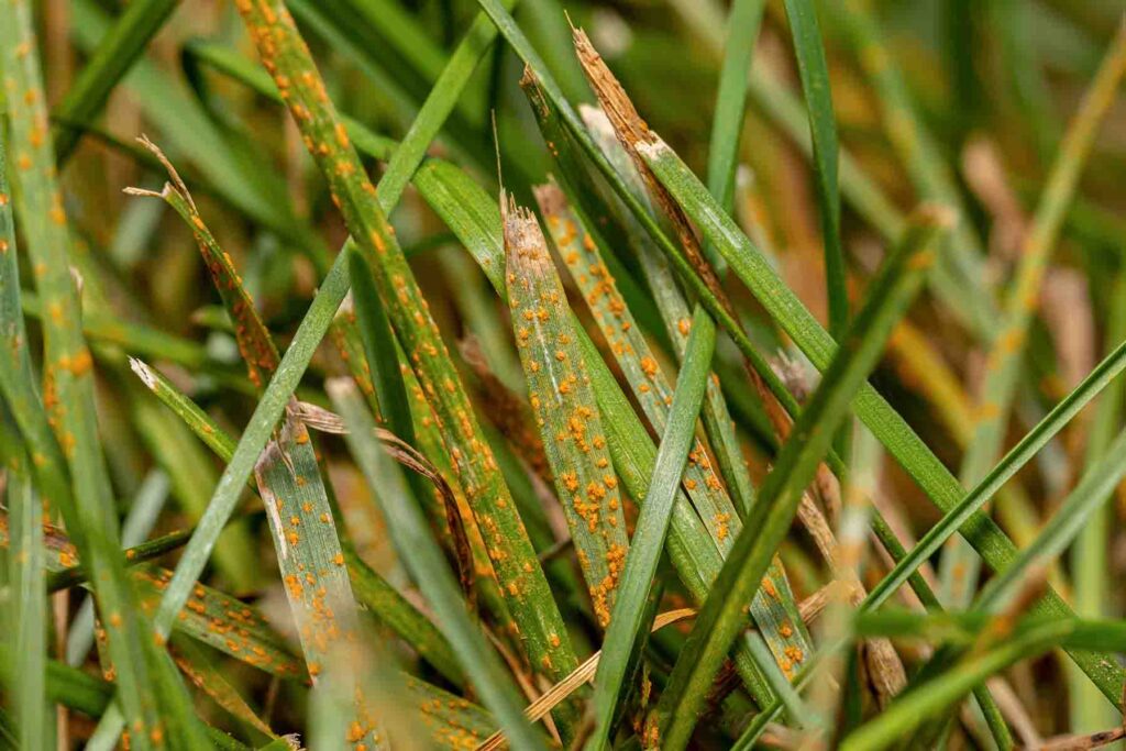 Rust symptoms in a lawn
