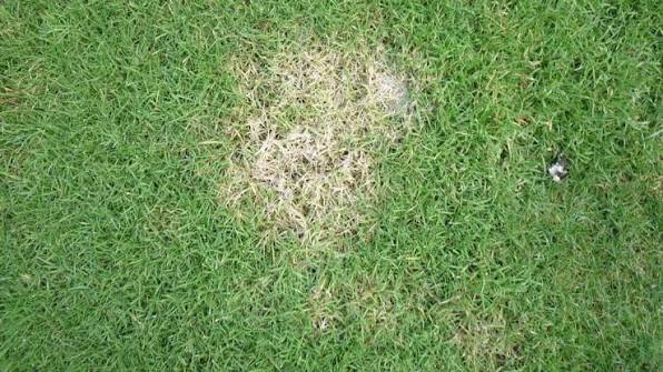 Snow mold damage in turf after snowmelt
